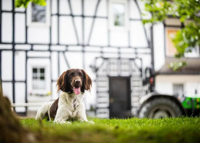 Hof Koehne - Haus Am Spielplatz - Schweinchen