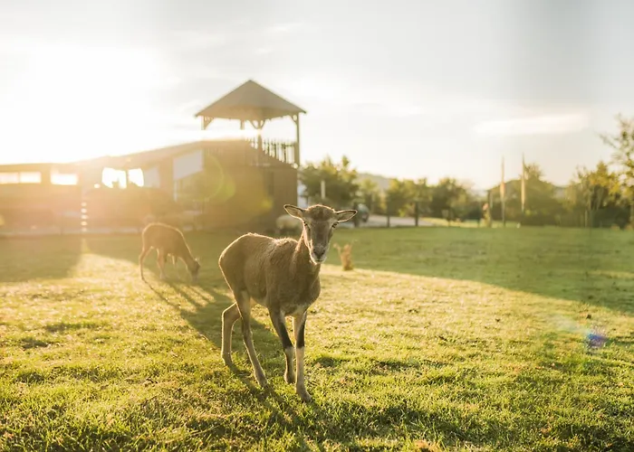 Hof Koehne - Haus Am Spielplatz - Schweinchen * Schmallenberg